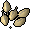 Woad seed